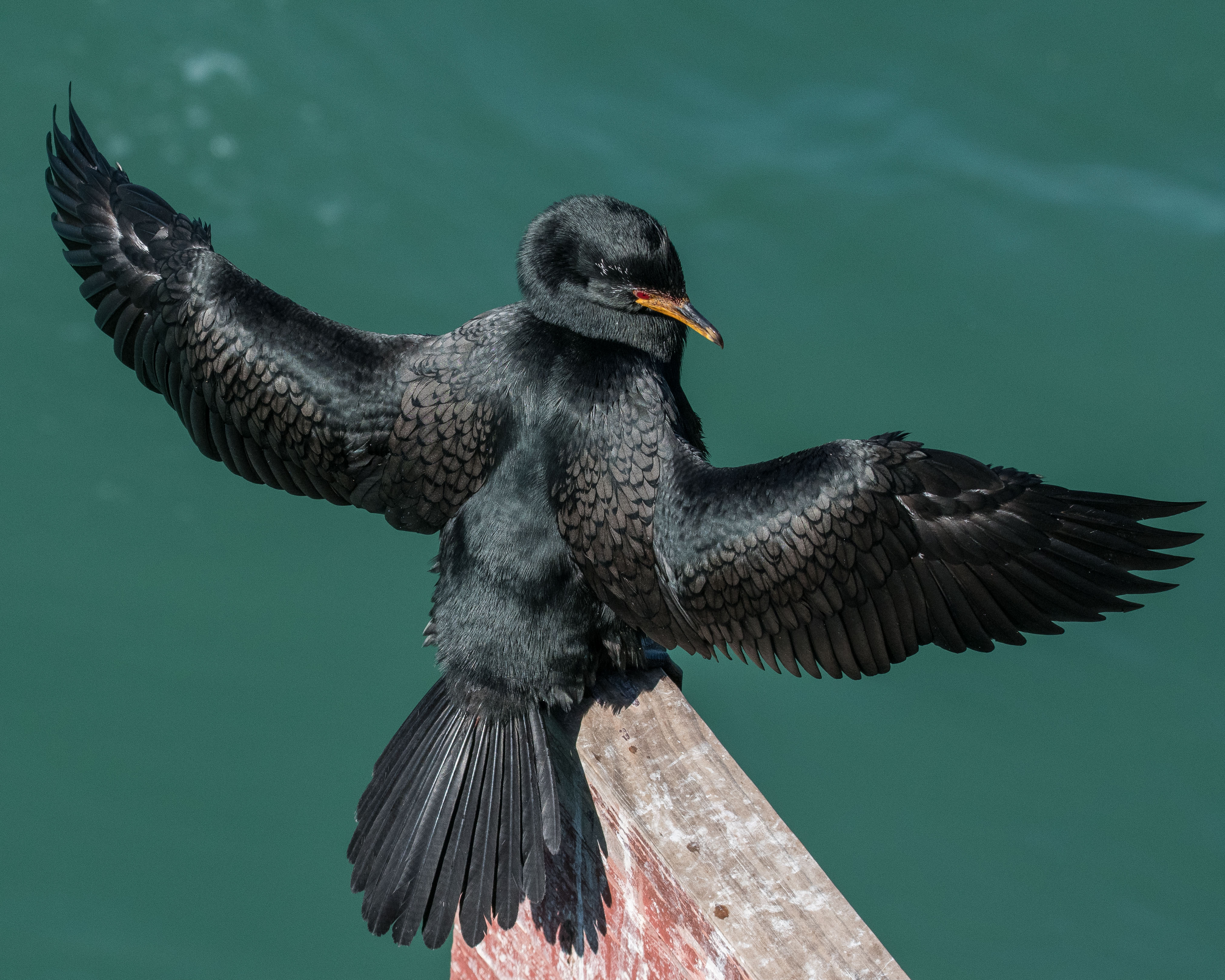 Cormoran couronné (Crowned cormorant, Microcarbo coronatus), adulte faisant sécher son plumage après la pêche, Swakopmund, Namibie.